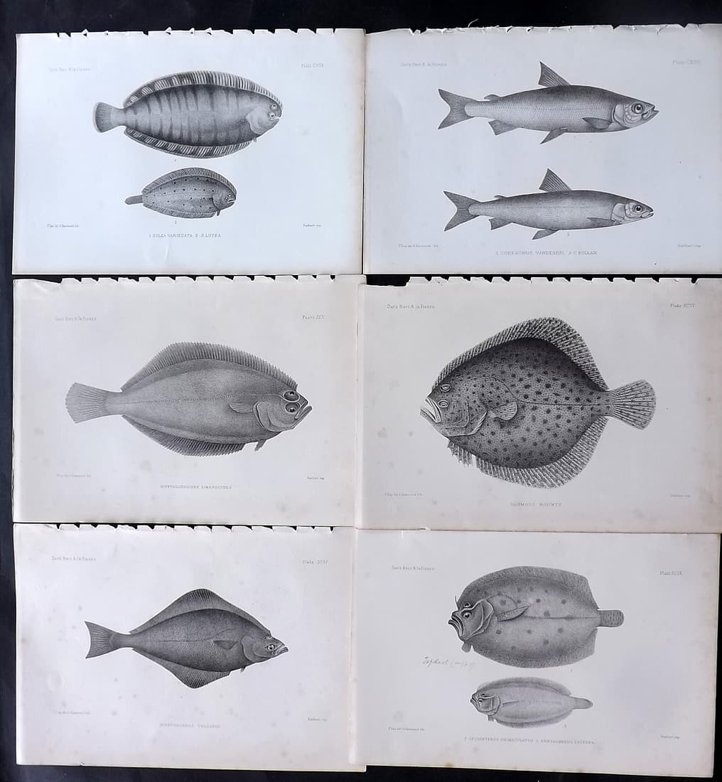 Day, Francis 1884 Lot of 6 Antique Fish Prints: Lithographs Published 1880-84, London for "The Fishes of Great Britain and Ireland" by Francis Day. Paper Size: 10 x 7 inch (26 x 18cm) Some tone spotting in parts