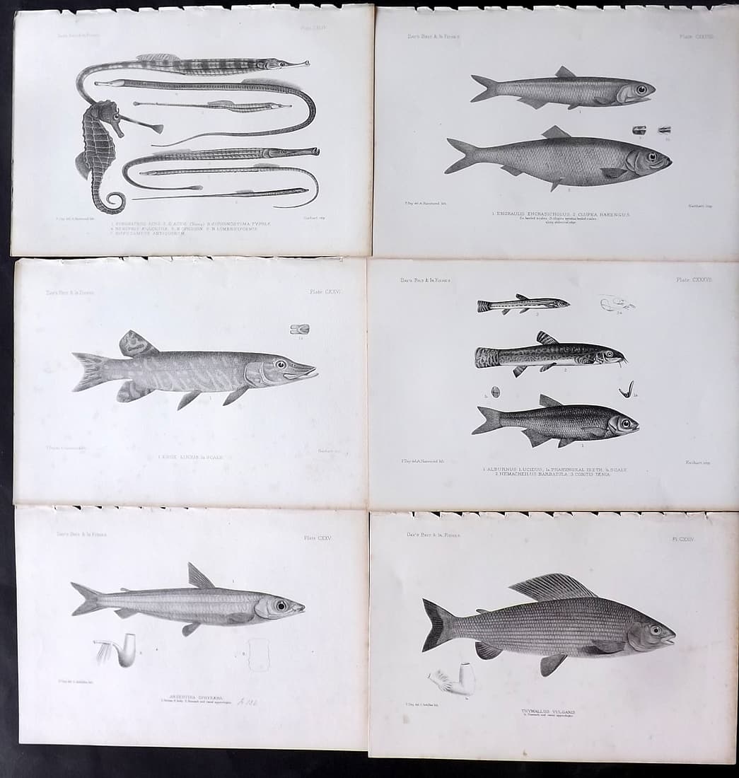 Day, Francis 1884 Lot of 6 Antique Fish Prints: Lithographs Published 1880-84, London for "The Fishes of Great Britain and Ireland" by Francis Day. Paper Size: 10 x 7 inch (26 x 18cm) Some tone spotting in parts