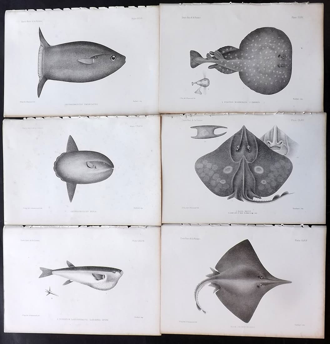 Day, Francis 1884 Lot of 6 Antique Fish Prints: Lithographs Published 1880-84, London for "The Fishes of Great Britain and Ireland" by Francis Day. Paper Size: 10 x 7 inch (26 x 18cm) Some tone spotting in parts