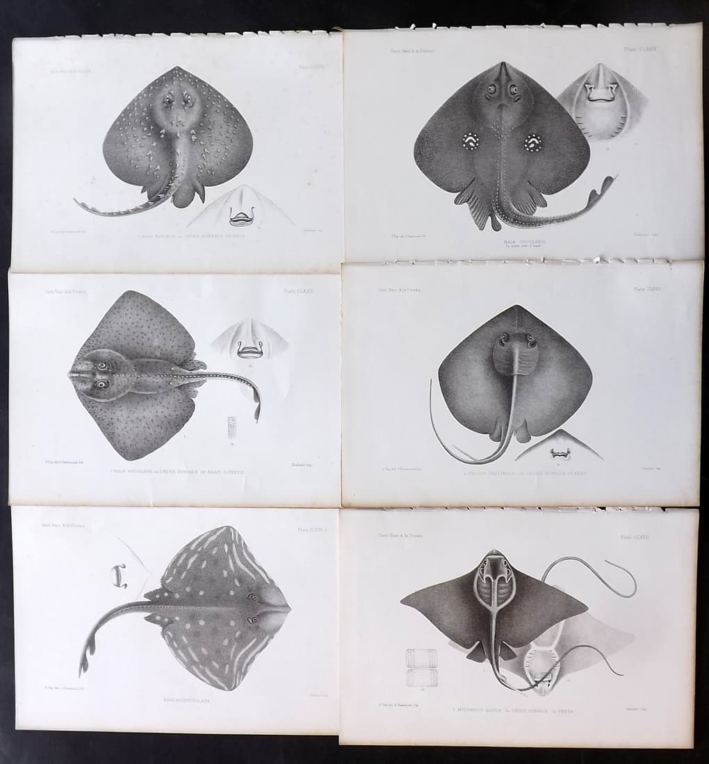 Day, Francis 1884 Lot of 6 Antique Fish Prints: Lithographs Published 1880-84, London for "The Fishes of Great Britain and Ireland" by Francis Day. Paper Size: 10 x 7 inch (26 x 18cm) Some tone spotting in parts
