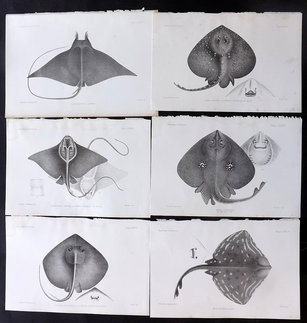 Day, Francis 1884 Lot of 6 Antique Fish Prints: Lithographs Published 1880-84, London for "The Fishes of Great Britain and Ireland" by Francis Day. Paper Size: 10 x 7 inch (26 x 18cm) Some tone spotting in parts