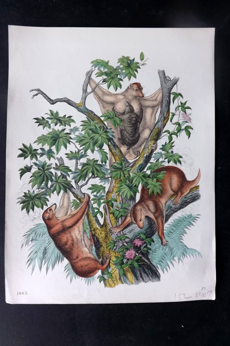 Hoffmann, Carl 1863 Hand Col Print. Colugo Flying Lemur 27 (1 of 1)