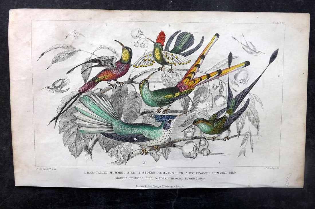 Goldsmith, Oliver C1860 Hand Col Bird Print. Hummingbirds (1 of 1)