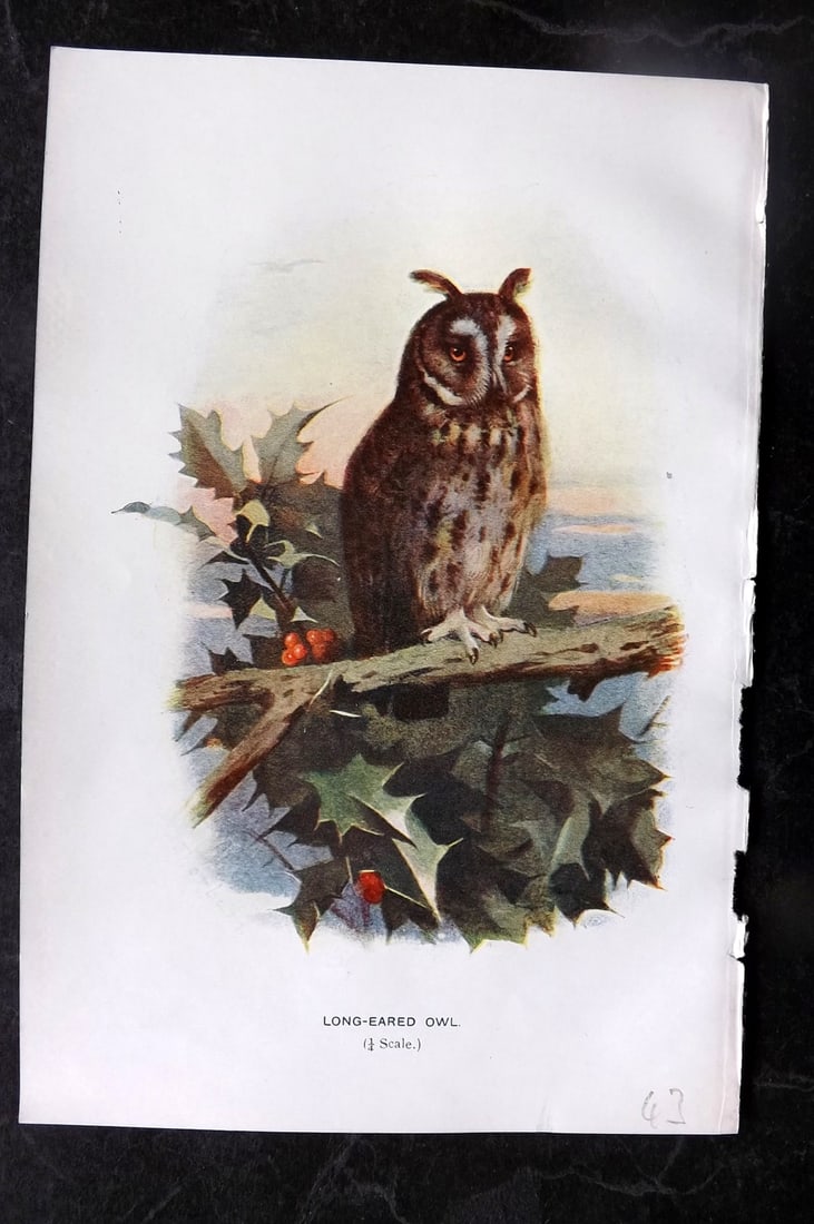Swaysland, Walter 1901 Antique Bird Print. Long Eared Owl (1 of 1)