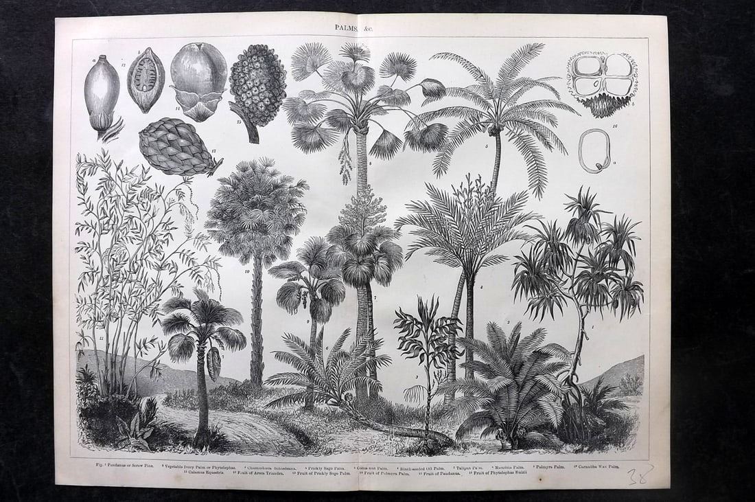 Annandale, Charles 1903 Botanical Print. Palm Trees (1 of 2)