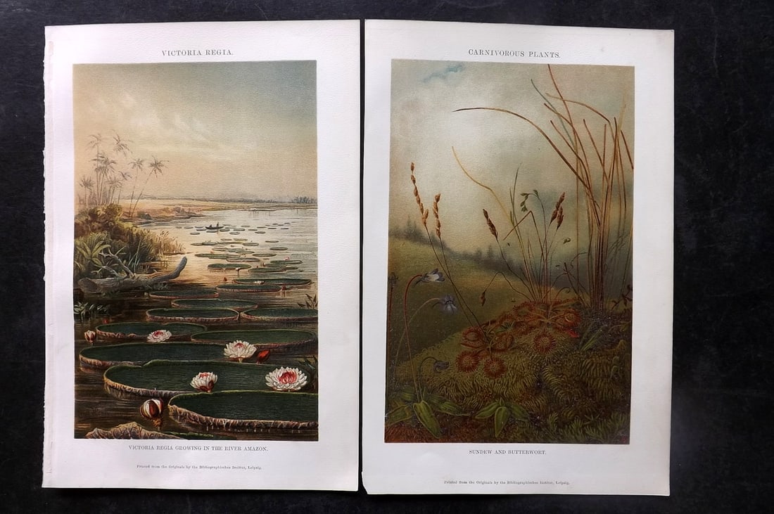 Annandale, Charles 1903 Pair of Botanical Prints. Carnivourous Plants & Victoria Regia (1 of 2)