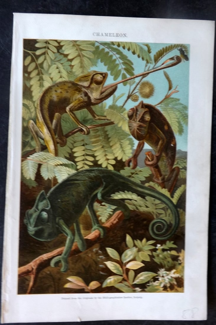 Annandale, Charles 1903 Print. Chameleon Lizards (1 of 1)