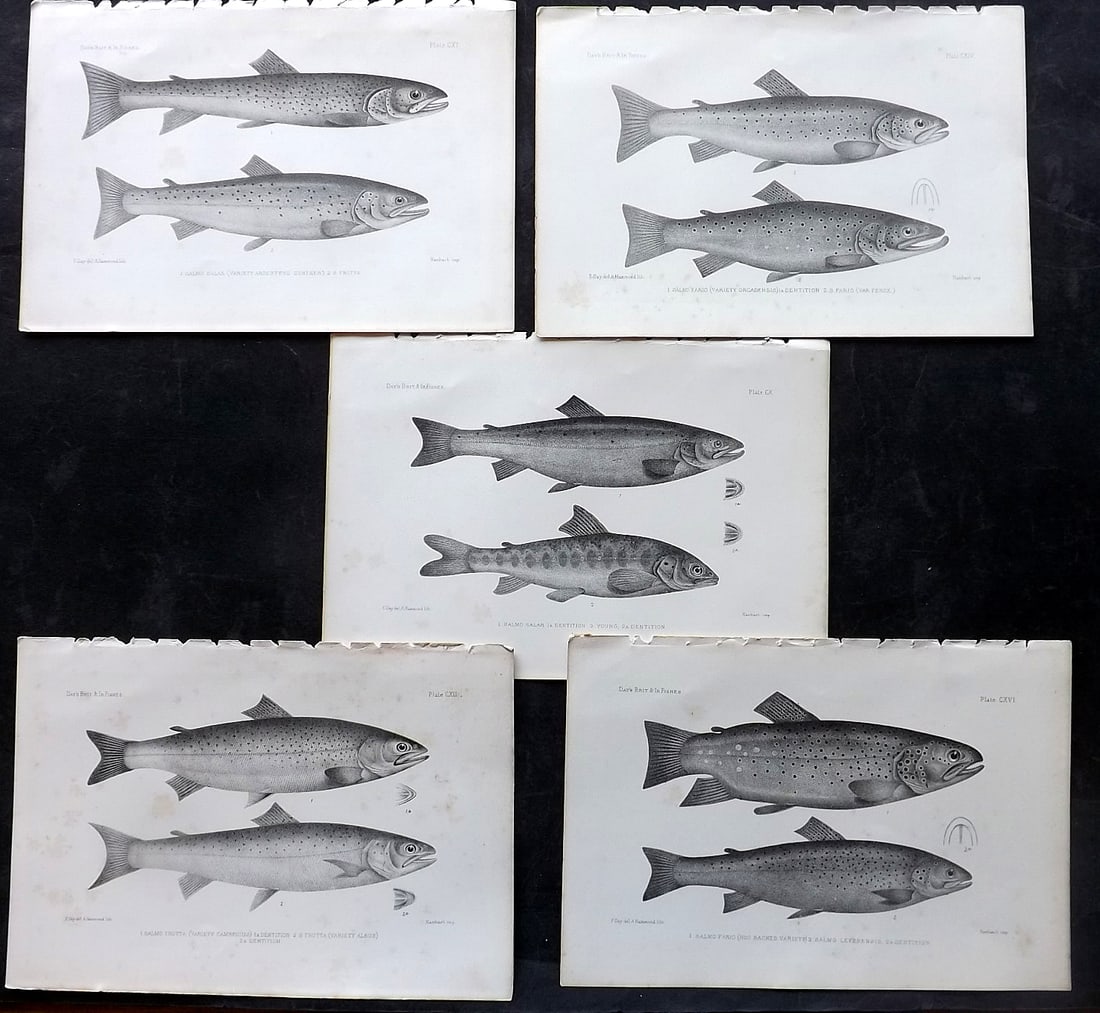 Day, Francis 1884 Lot of 5 Antique Fish Prints. Salmon & Trout: Lithographs Published 1880-84, London for "The Fishes of Great Britain and Ireland" by Francis Day. Paper Size: 10 x 7 inch (26 x 18cm) Some tone spotting in parts, otherwise fine