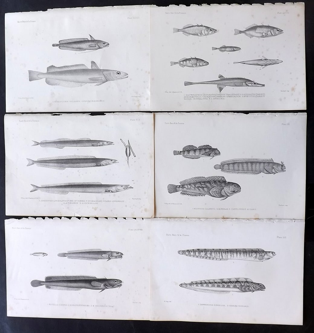 Day, Francis 1884 Lot of 6 Antique Fish Prints: Lithographs Published 1880-84, London for "The Fishes of Great Britain and Ireland" by Francis Day. Paper Size: 10 x 7 inch (26 x 18cm) Some tone spotting in parts