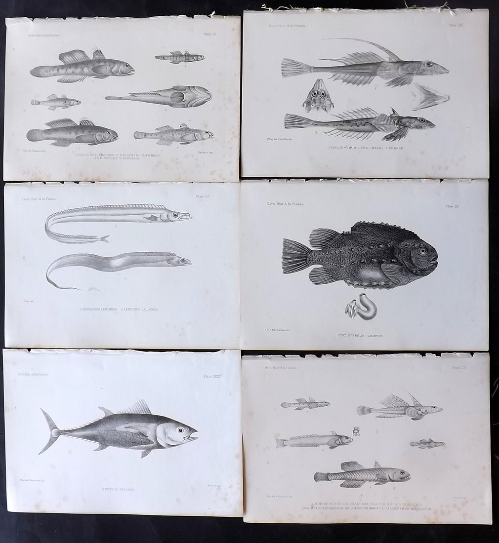 Day, Francis 1884 Lot of 6 Antique Fish Prints: Lithographs Published 1880-84, London for "The Fishes of Great Britain and Ireland" by Francis Day. Paper Size: 10 x 7 inch (26 x 18cm) Some tone spotting in parts