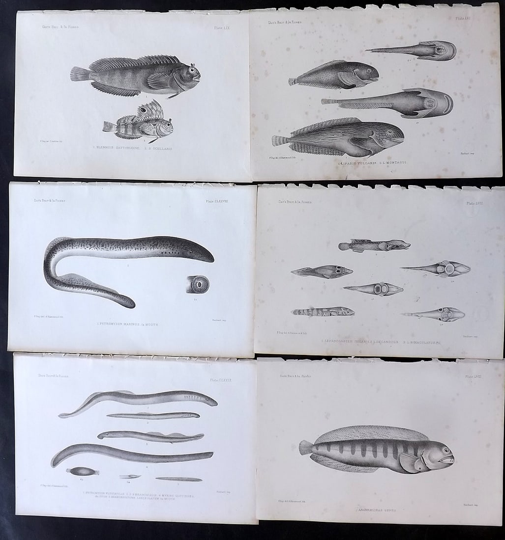 Day, Francis 1884 Lot of 6 Antique Fish Prints: Lithographs Published 1880-84, London for "The Fishes of Great Britain and Ireland" by Francis Day. Paper Size: 10 x 7 inch (26 x 18cm) Some tone spotting in parts