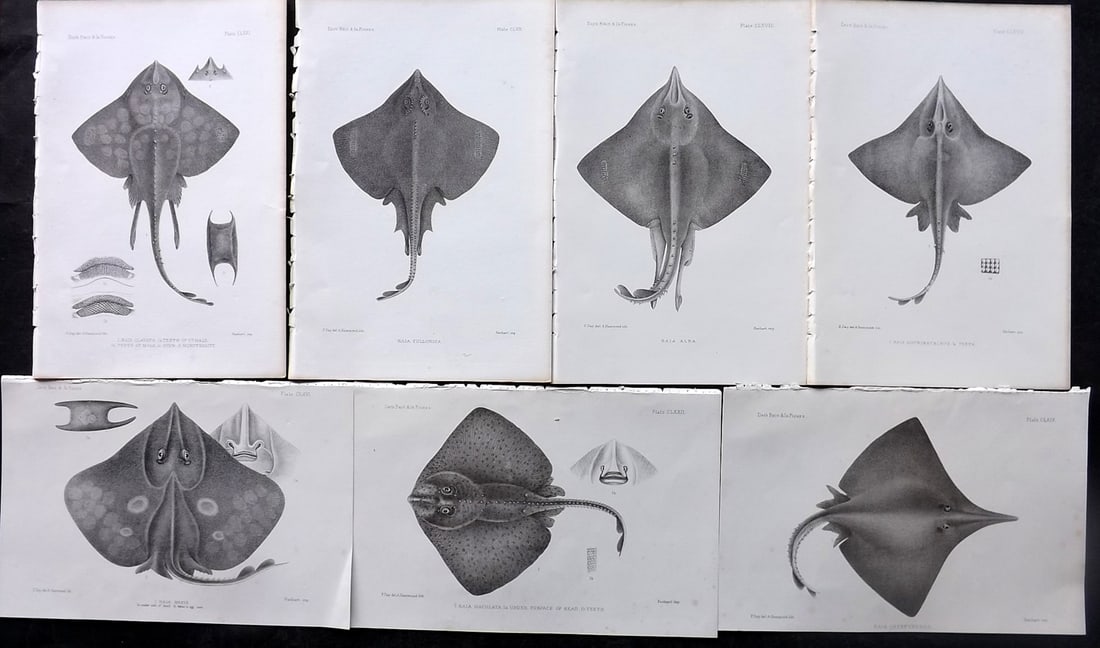Day, Francis 1884 Lot of 7 Antique Fish Prints. Rays (1 of 2)
