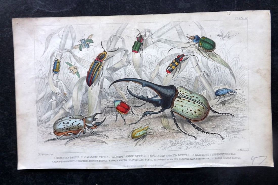 Goldsmith, Oliver C1860 Hand Col Print. Beetles: Hand Colored Steel Engravings Published C1860 by Blackie & Son, London for "A History of the Earth and Animated Nature" by Oliver Goldsmith. Paper Size: 9.5 x 6 inch (24 x 16cm) Minor toning, otherwis