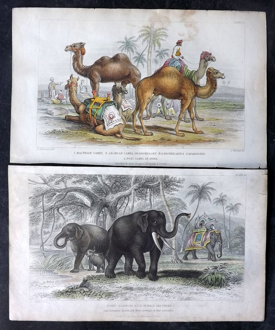 Goldsmith, Oliver C1860 Pair of Hand Col Prints. Elephant & Camel: Hand Colored Steel Engravings Published C1860 by Blackie & Son, London for "A History of the Earth and Animated Nature" by Oliver Goldsmith. Paper Size: 9.5 x 6 inch (24 x 16cm) Minor toning, otherwis
