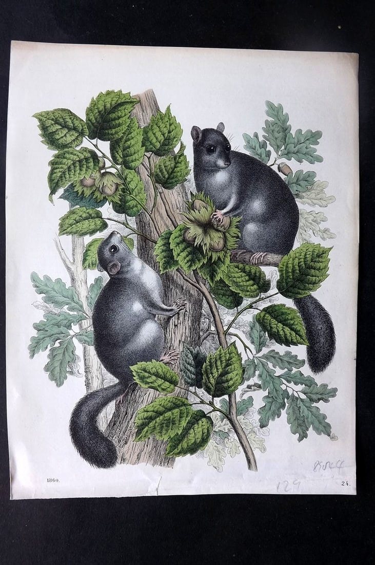 Hoffmann, Carl 1860 Hand Col Print. Grey Dormouse 24 (1 of 1)