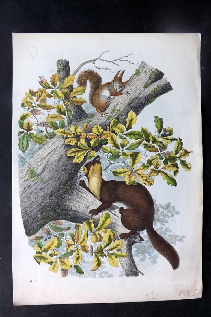 Hoffmann, Carl 1862 Hand Col Print. Marten 03 (1 of 1)