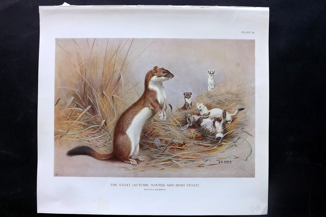 Millais & Thorburn 1904 Rare Folio Print. The Stoat (Autumn, Winter and Irish) (1 of 2)