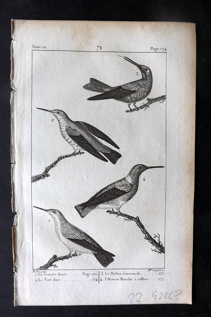 Buffon, Comte de 1825 Antique Bird Print. Hummingbirds 71 (1 of 1)