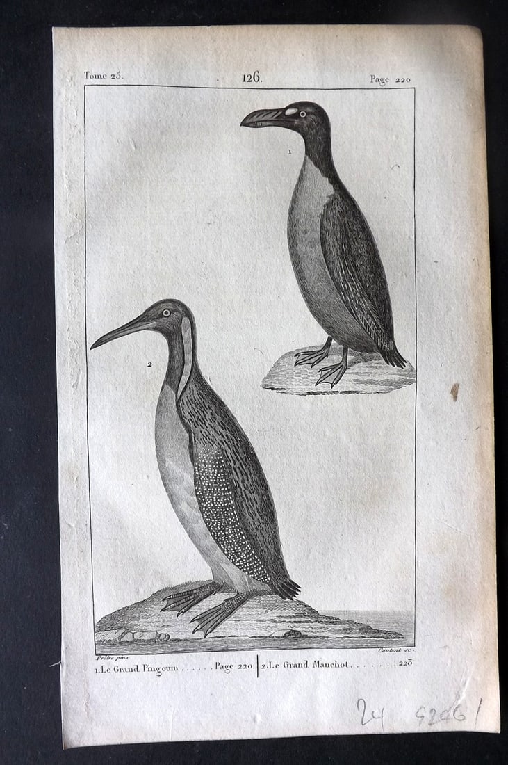 Buffon, Comte de 1825 Antique Bird Print. Penguin, Manchot 126 (1 of 1)