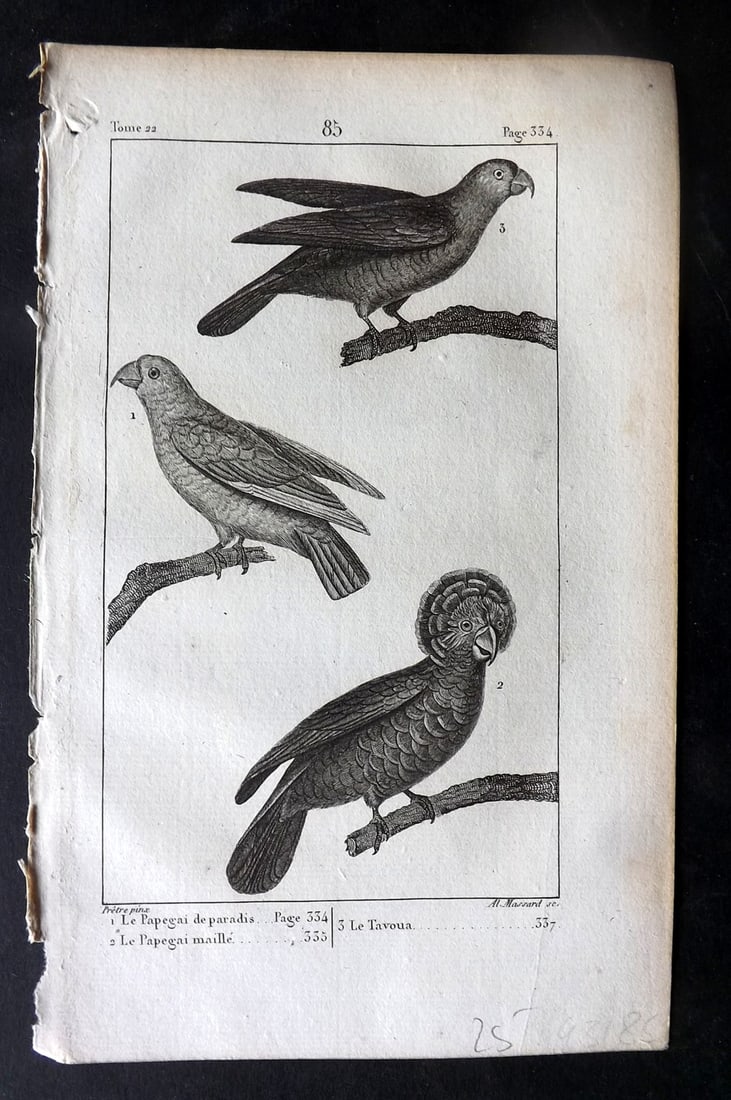 Buffon, Comte de 1825 Antique Bird Print. Red Fan Parrot, Amazon Tavoua Parrot 85 (1 of 1)