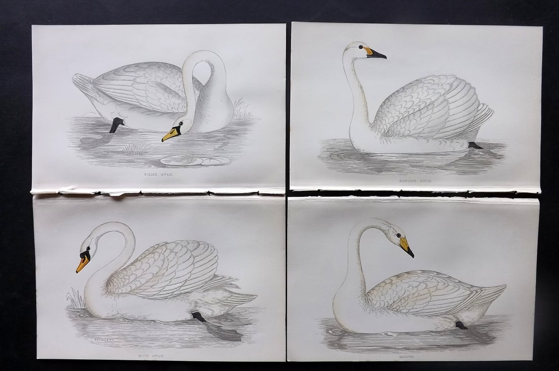 Morris, Francis 1867 Lot of 4 Hand Col Bird Prints. Swans (1 of 2)