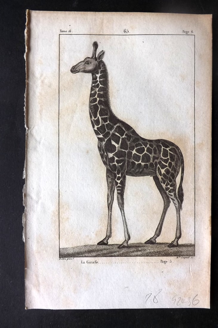 Buffon, Comte de 1825 Antique Print. Giraffe (1 of 1)