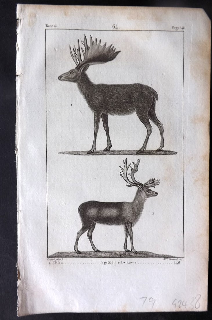 Buffon, Comte de 1825 Antique Print. Moose & Reindeer (1 of 1)