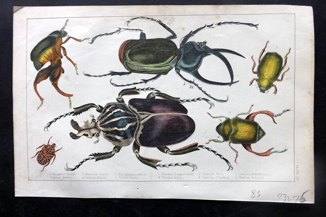 Goldsmith, Oliver C1850 Hand Col Print. Beetles: Hand Colored Etching/Engraving Published C1850 by A. Fullarton & Co., London for "A History of the Earth and Animated Nature" by Oliver Goldsmith. Paper Size: 10 x 6 inch (25 x 16cm) Very minor margin