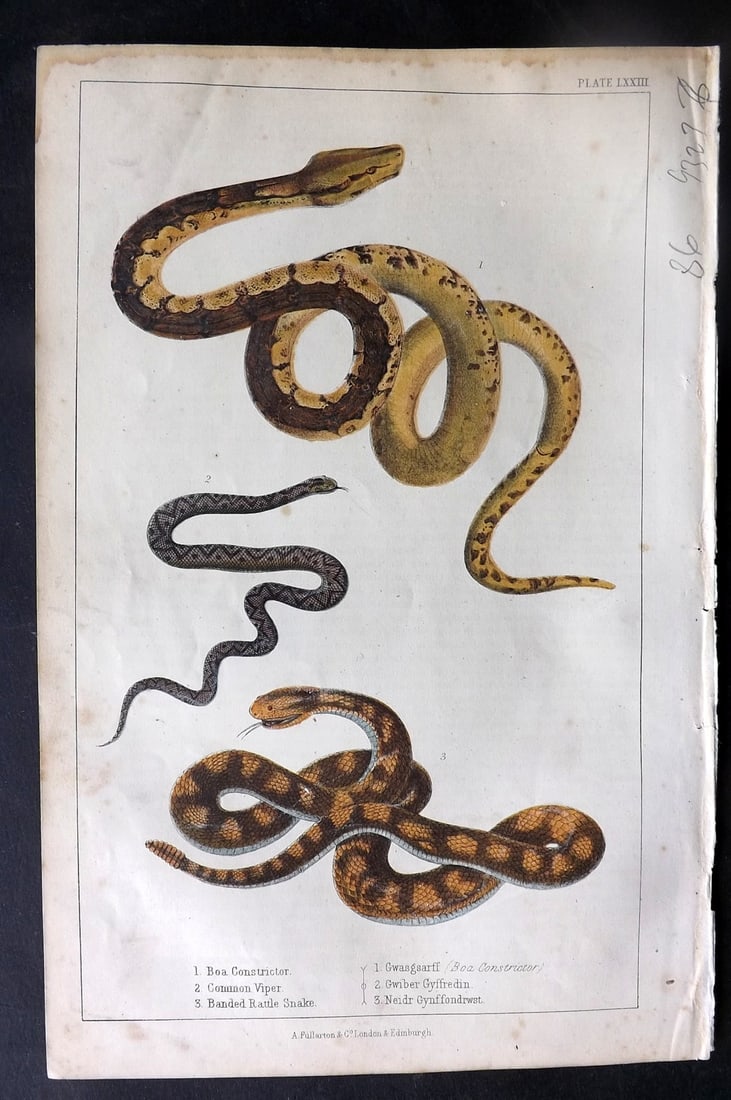 Goldsmith, Oliver C1850 Hand Col Print. Boa, Viper, Rattle Snake (1 of 1)