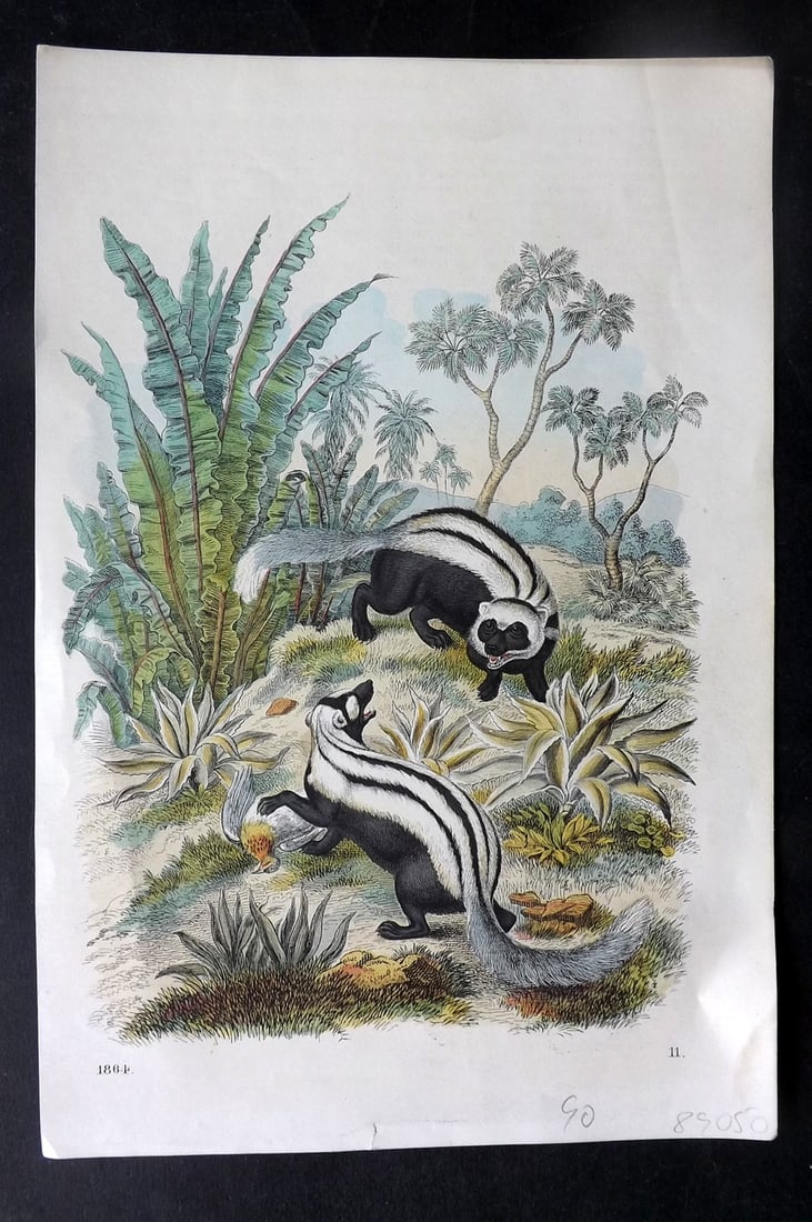 Hoffmann, Carl 1864 Hand Col Print. Skunk 11: Hand Colored Lithograph Published 1842-80, Stuttgart for "Das Buch der Welt" by Carl Hoffmann. Paper Size: 9.5 x 7 inch (25 x 18cm) Approx. Good Condition overall