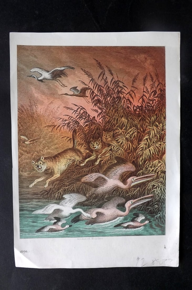 Hoffmann, Carl 1866 Hand Col Print. Animals & Birds fleeing Reed Fire, Russia 08 (1 of 1)