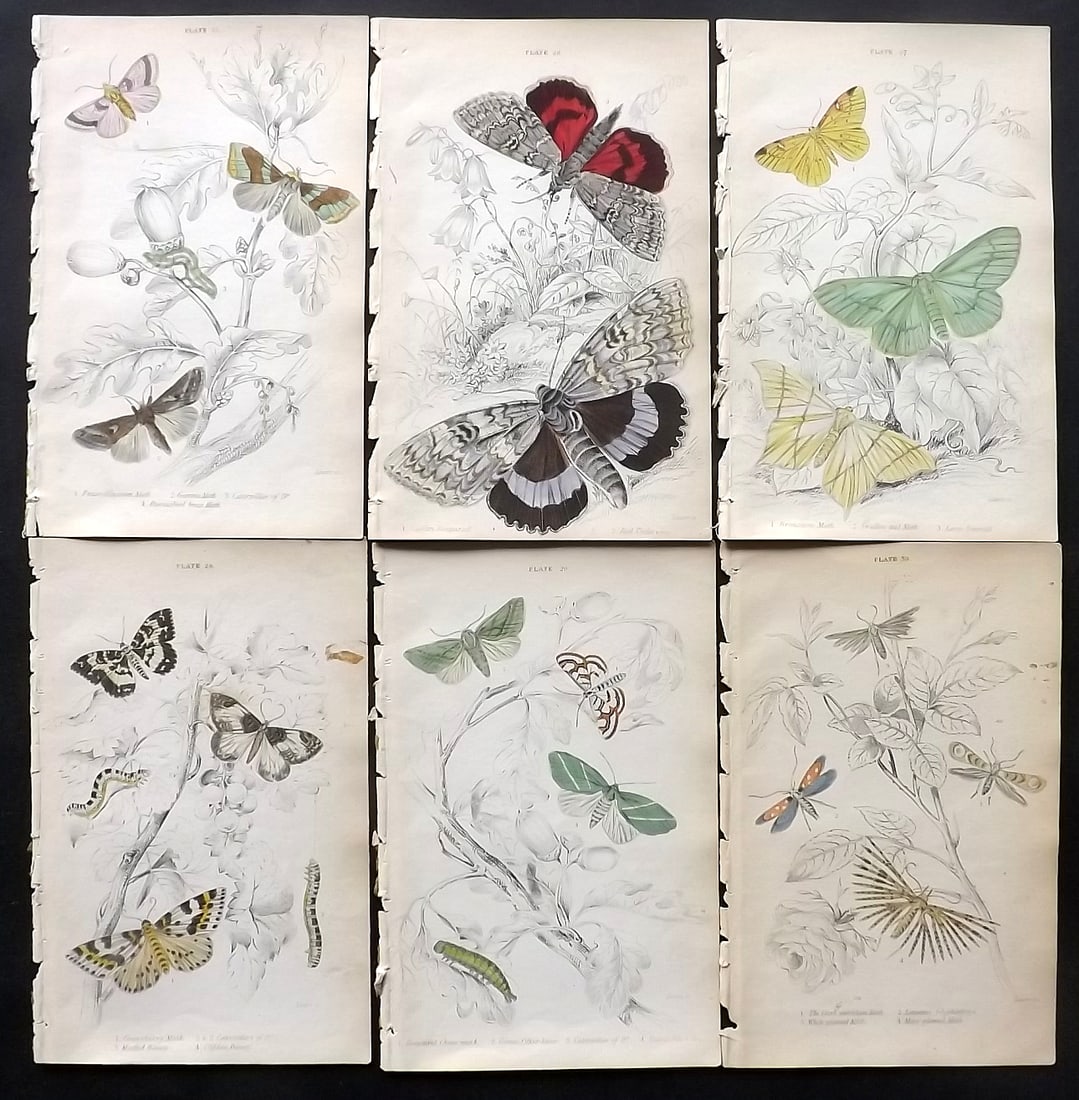 Jardine, William C1840 Pair of Hand Col Butterfly Prints. Peacock Admiral Camberwell Beauty (1 of 2)