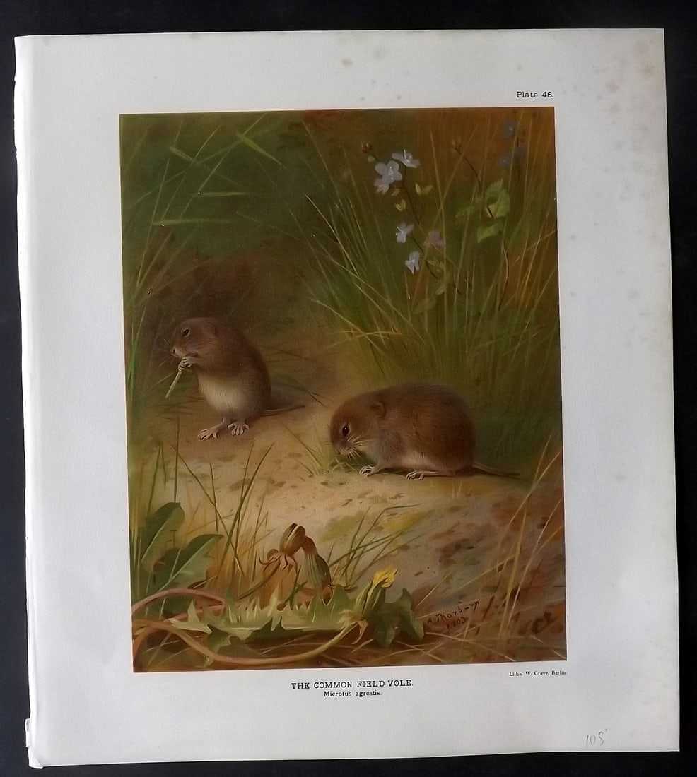 Millais & Thorburn 1904 Rare Folio Print. Common Field-Vole (1 of 2)