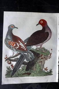 Buffon & Smellie C1820 Hand Col Bird Print. Guinea Pigeon & Long-Tailed Dove: Hand Colored Copper Plate Published C1820 by Thomas Kelly, London for "A Natural History, General and Particular..." by The Comte de Buffon and William Smellie. Fine hand colour as issued. Paper Size: