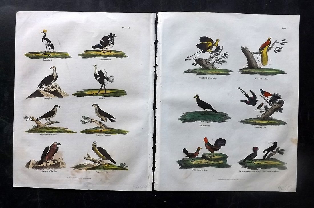 Buffon & Smellie C1820 Pair of Hand Col Bird Prints: Hand Colored Copper Plate Published C1820 by Thomas Kelly, London for "A Natural History, General and Particular..." by The Comte de Buffon and William Smellie. Fine hand colour as issued. Paper Size: