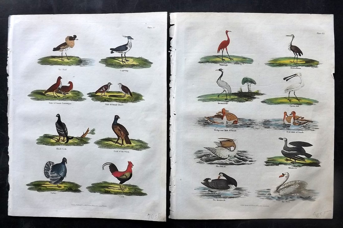 Buffon & Smellie C1820 Pair of Hand Col Bird Prints: Hand Colored Copper Plate Published C1820 by Thomas Kelly, London for "A Natural History, General and Particular..." by The Comte de Buffon and William Smellie. Fine hand colour as issued. Paper Size:
