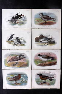 Lloyds's 1897 Lot of 8 Antique Bird Prints: Chromolithographs Published 1894-97, London for "Lloyds's Natural History..." Edited by R. Bowdler Sharpe, W. F. Kirby, H. O. Forbes, R. Lydekker, and W. R. Olive-Grant. Illustrated after Keulemans,