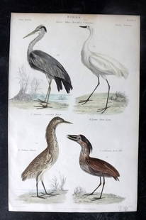 Richardson, John 1862 Hand Col Bird Print. Heron, Egret, Bittern, Boat Bill: Hand Colored Steel Engravings/Etchings Published 1859-62 by William Mackenzie, Edinburgh & London for "The Museum of Natural History" by John Richardson. Paper Size: 10.5 x 7 inch (27 x 18cm) Good Con