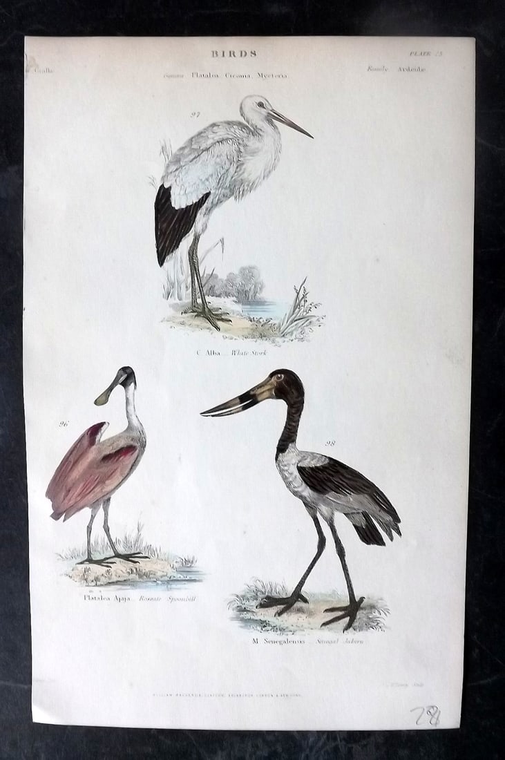 Richardson, John 1862 Hand Col Bird Print. Roseate Spoonbill, White Stork, Jabiru (1 of 1)