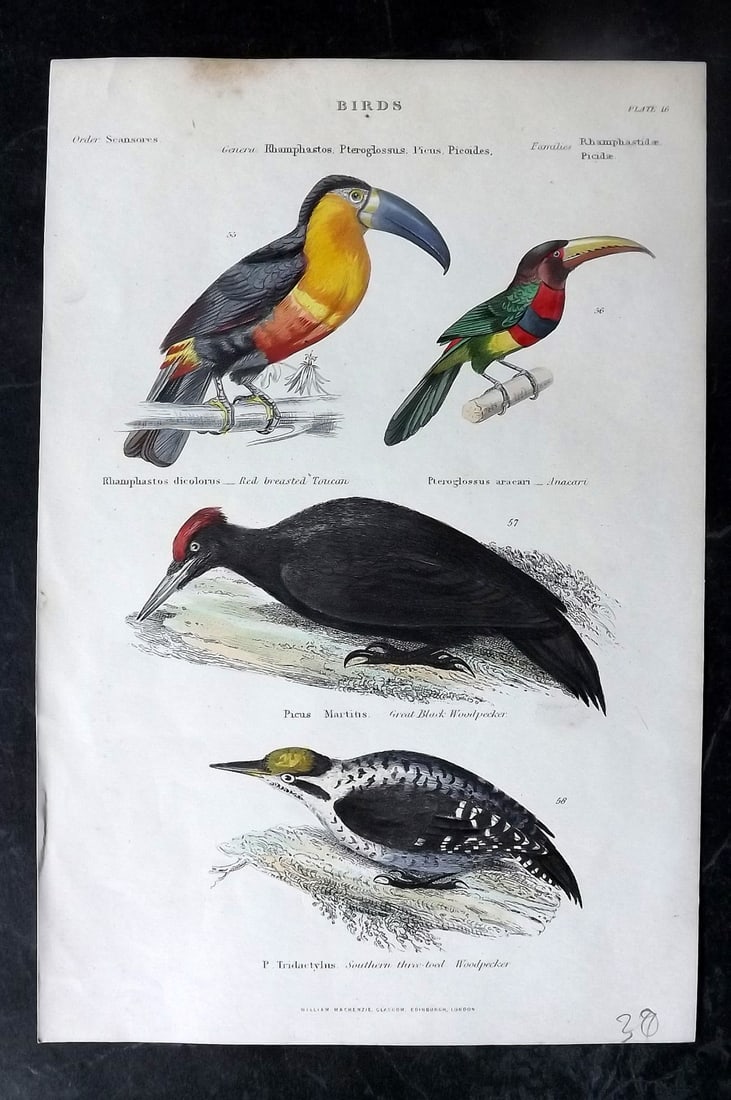 Richardson, John 1862 Hand Col Bird Print. Toucan, Aracari & Woodpeckers: Hand Colored Steel Engravings/Etchings Published 1859-62 by William Mackenzie, Edinburgh & London for "The Museum of Natural History" by John Richardson. Paper Size: 10.5 x 7 inch (27 x 18cm) Good Con