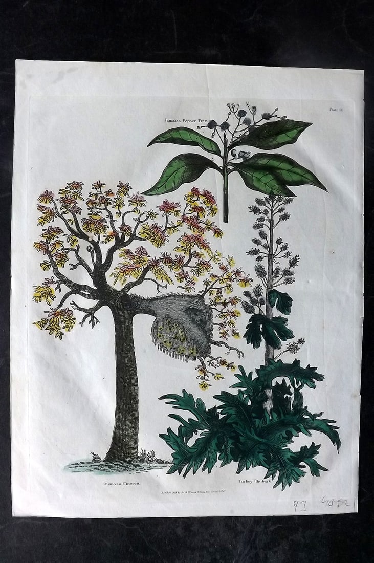 Buffon & Smellie C1820 HC Botanical Print. Mimosa, Jamaican Pepper, Turkey Rhubarb (1 of 1)