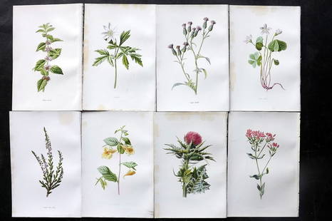 Hulme, Edward C1880 Lot of 8 Botanical Prints. Wild Flowers: Chromolithographs Published C1880, London for "Familiar Wild Flowers" First Edition by F. Edward Hulme & Shirley Hibberd. Paper Size: 7.5 x 5 inch (19 x 13cm) Very minor margin toning in parts. Good C