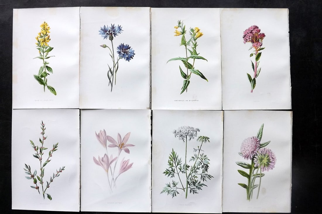 Hulme, Edward C1880 Lot of 8 Botanical Prints. Wild Flowers (1 of 2)