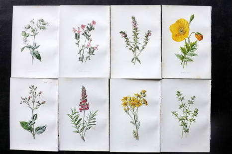 Hulme, Edward C1880 Lot of 8 Botanical Prints. Wild Flowers: Chromolithographs Published C1880, London for "Familiar Wild Flowers" First Edition by F. Edward Hulme & Shirley Hibberd. Paper Size: 7.5 x 5 inch (19 x 13cm) Very minor margin toning in parts. Good