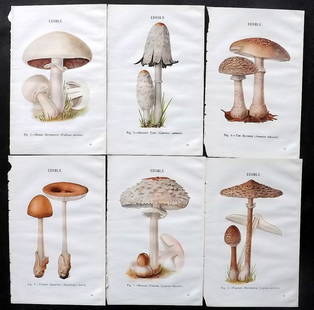 MAFF 1947 Lot of 6 Vintage Mushroom Fungi Prints: Vintage Offset Lithograph Published 1947, London for "Edible and Poisonous Fungi" by the Ministry of Agriculture & Fisheries (MAFF) Unrelated text to verso (The text relates to the adjacent plate) Pap