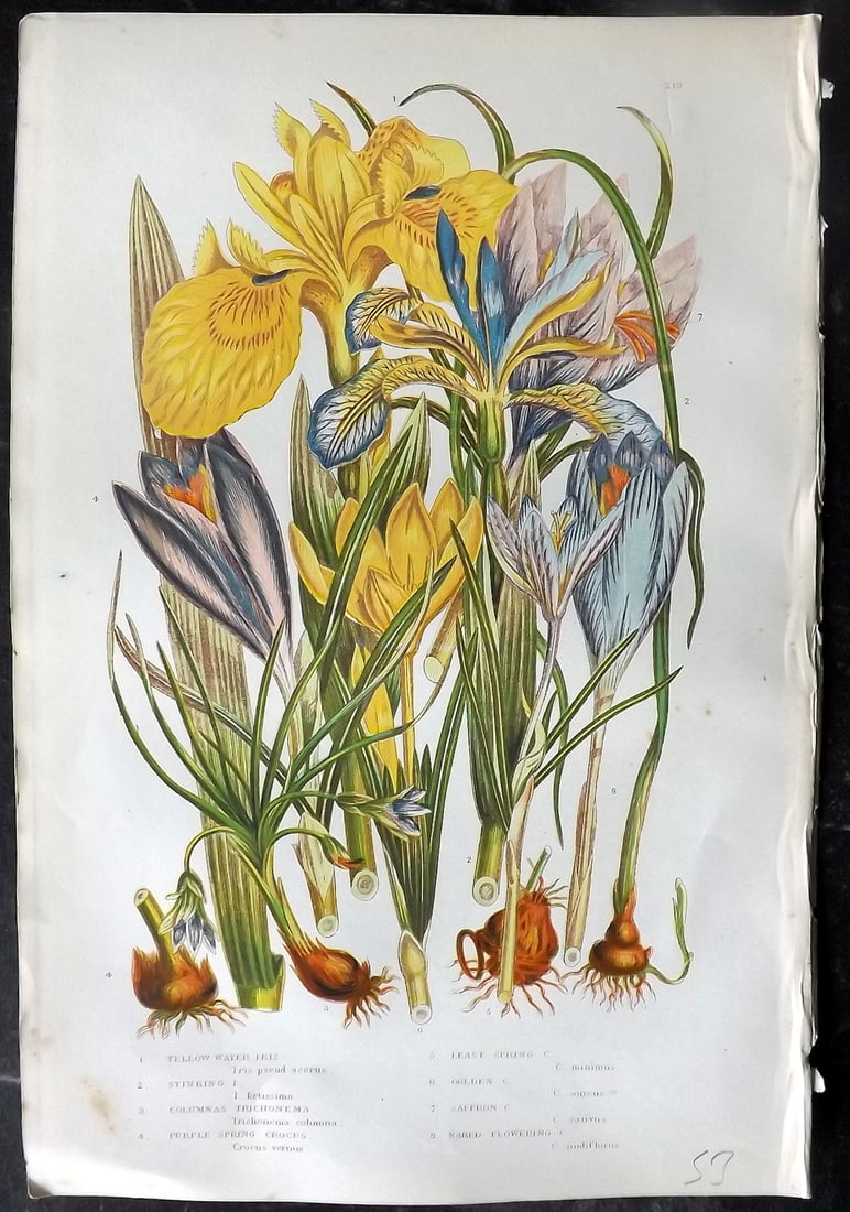 Pratt, Anne 1905 Antique Botanical Print. Iris: Chromolithographs Published 1899-1905, London for "The Flowering Plants and Ferns of Great Britain" by Anne Pratt. Paper Size: 9.5 x 6 inch (24 x 16cm) Very minor background toning. Good Condition