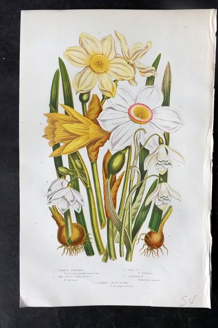 Pratt, Anne 1905 Antique Botanical Print. Narcissus Daffodil: Chromolithographs Published 1899-1905, London for "The Flowering Plants and Ferns of Great Britain" by Anne Pratt. Paper Size: 9.5 x 6 inch (24 x 16cm) Very minor background toning. Good Condition