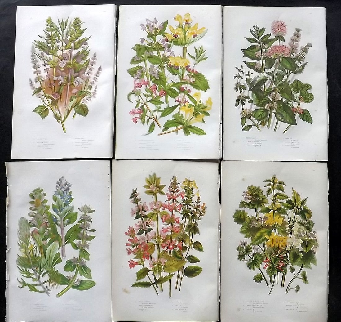 Pratt, Anne 1905 Lot of 6 Antique Botanical Prints: Chromolithographs Published 1899-1905, London for "The Flowering Plants and Ferns of Great Britain" by Anne Pratt. Paper Size: 9.5 x 6 inch (24 x 16cm) Very minor background toning. Good Condition