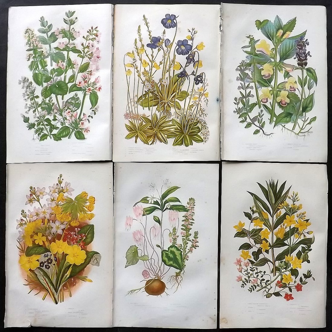 Pratt, Anne 1905 Lot of 6 Antique Botanical Prints: Chromolithographs Published 1899-1905, London for "The Flowering Plants and Ferns of Great Britain" by Anne Pratt. Paper Size: 9.5 x 6 inch (24 x 16cm) Very minor background toning. Good Condition