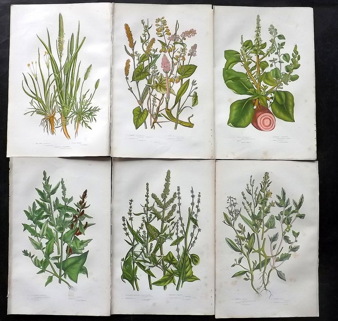 Pratt, Anne 1905 Lot of 6 Antique Botanical Prints: Chromolithographs Published 1899-1905, London for "The Flowering Plants and Ferns of Great Britain" by Anne Pratt. Paper Size: 9.5 x 6 inch (24 x 16cm) Very minor background toning. Good Condition